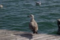 Seagull on the dock in Barcelona