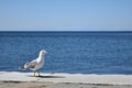 Seagull on a dock Royalty Free Stock Photo