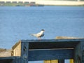 Seagull On Dock