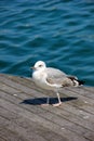 Seagull