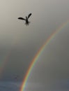 Seagull and double rainbow