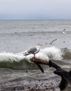 Seagull on a driftwood log by the ocean