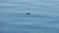 Seagull drinking water in the sea