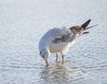 Seagull drinking water in the sea Royalty Free Stock Photo