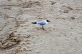 Seagull duck bird on the lake on the beach on the beach with yellow sand Royalty Free Stock Photo