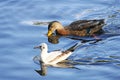 Seagull and duck. Royalty Free Stock Photo