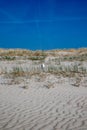 Seagull in a dune Royalty Free Stock Photo