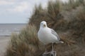 Seagull in the dunes