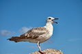 A seagull is dying from having its legs tied with fishing lines Royalty Free Stock Photo