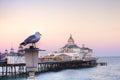 Seagull and Eastbourne Pier Sunset Royalty Free Stock Photo