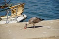 Seagull eating bite on quay