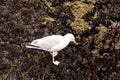 Seagull is eating on the cliff