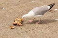 Seagull eating a crab