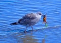 Seagull Eating Crab & Seaweed