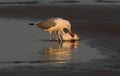 Seagull eating a dead bird on the beach at sunset - fight for survival concept Royalty Free Stock Photo