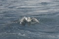 Seagull in the water Royalty Free Stock Photo