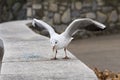 A seagull sitting on a pedestal Royalty Free Stock Photo
