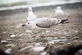 Seagull eating something on the pebble beach Royalty Free Stock Photo