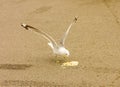 A seagull eating spilled ice cream in northern canada Royalty Free Stock Photo