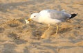 seagull eats a bread crumb on the beach