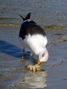 A seagull eats a crab at Sanibel Island, Bowman Beach