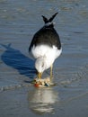 A seagull eats a crab at Sanibel Island, Bowman Beach