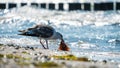 A seagull eats a flatfish on the beach