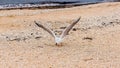 Seagull eats food on the beach on the sea coast. seabirds in wild nature