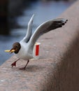 Seagull eats French fries on the granite fence of the embankment