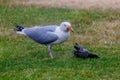 The Seagull eats the pigeon on the green grass.