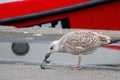 a seagull eats plastic waste