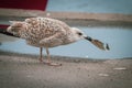 a seagull eats plastic waste