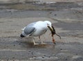 Seagull eats a rat on the asphalt