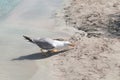 Albatross eats on a sandy tropical shore with pink sand and blue water.
