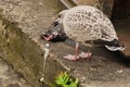 The seagull eats a small bird Royalty Free Stock Photo