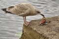The seagull eats a small bird Royalty Free Stock Photo