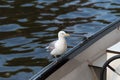 Seagull on the edge of a boat