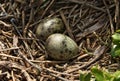 Seagull Eggs