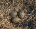 Seagull eggs in nest, close up