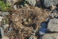 Seagull eggs in nest, close up