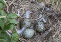 Seagull eggs in a nest on an island in the White sea, one chick has already broken the egg shell.