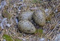 Seagull eggs in nest 1