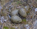 Seagull eggs in nest 3