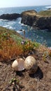 Seagull eggs ocean
