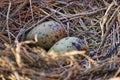 Seagull eggs