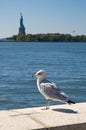 Seagull on Ellis Island