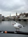 Seagull on the embankment of Limmat river, Zurich, Switzerland Royalty Free Stock Photo