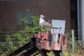 Seagull on the end of track block at traintrack in the harbor of Rotterdam Royalty Free Stock Photo