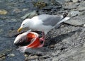 A seagull enjoying alaskan salmon