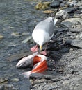 A seagull enjoying alaskan salmon